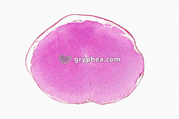 Moelle épinière Mammifère CT HE x1,5 - gryphea.com